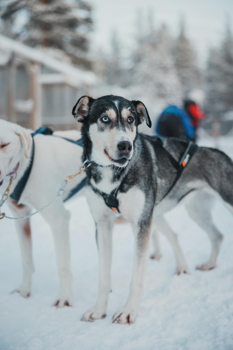 Dog Sledding