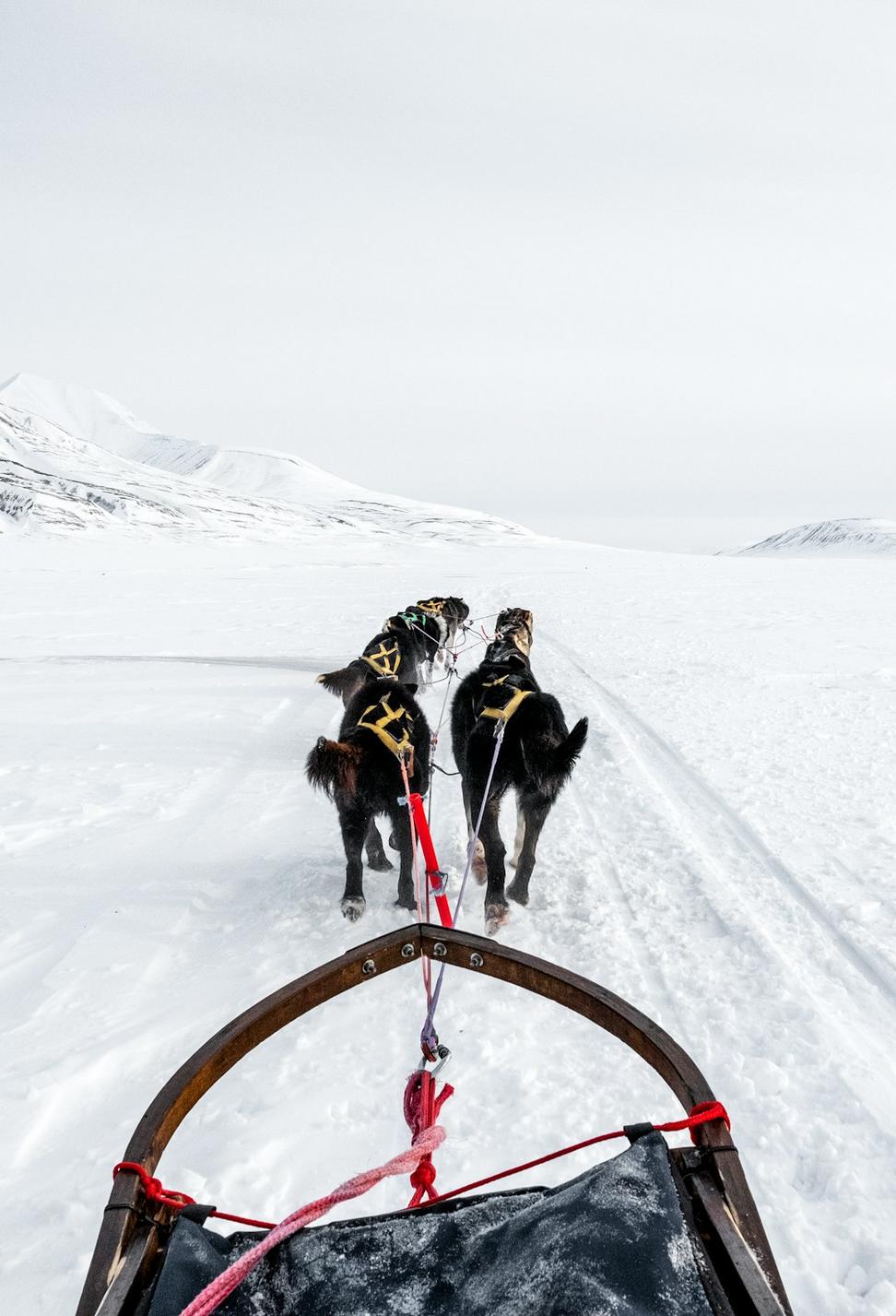Arctic Adventures